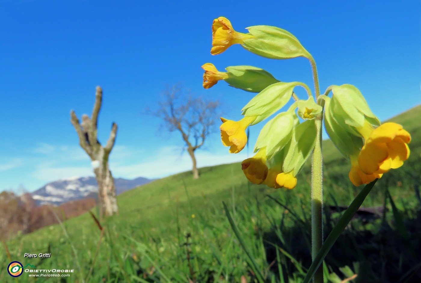 27 Primula non comune.JPG